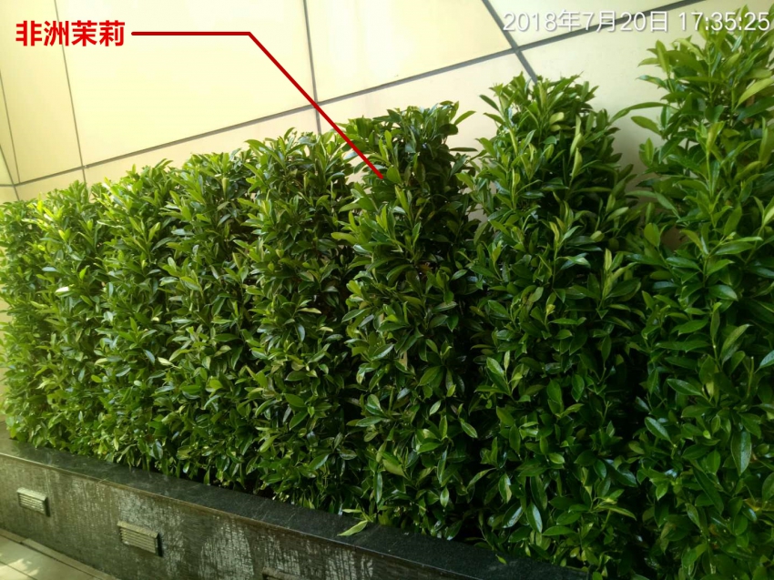 塔型非洲茉莉,入住新葡京至尊客房